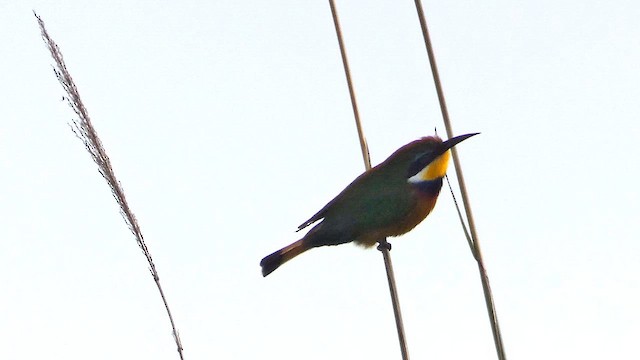 Little Bee-eater - ML615425785