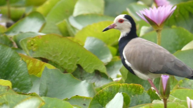 Vanneau à ailes blanches - ML615425800