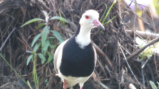 Vanneau à ailes blanches - ML615425801