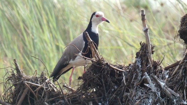 Vanneau à ailes blanches - ML615425802