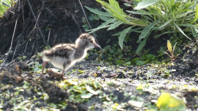 Long-toed Lapwing - ML615425803