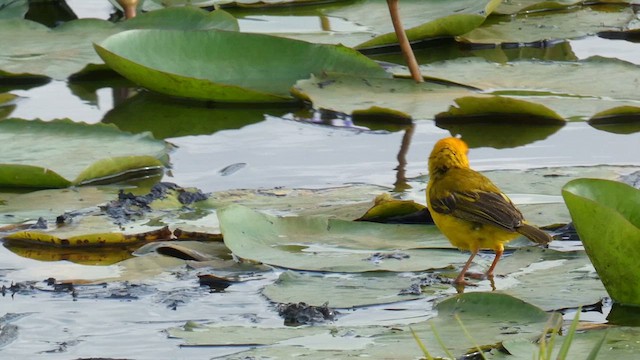 Northern Brown-throated Weaver - ML615425810