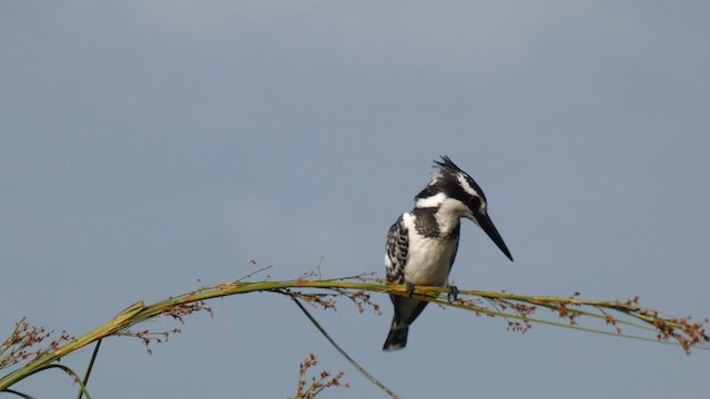 Martin-pêcheur pie - ML615425814