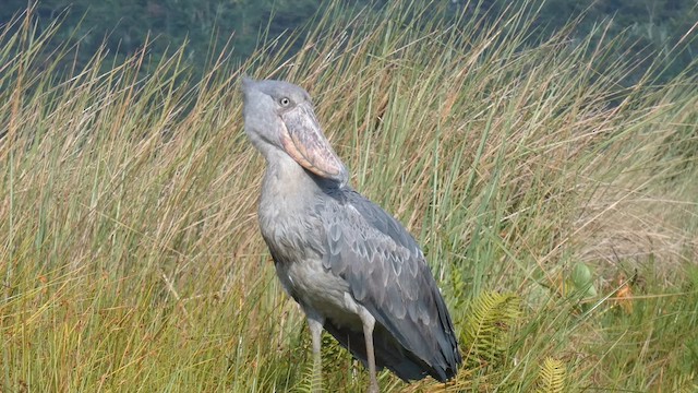 Shoebill - ML615425815