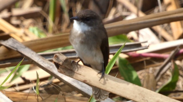 Swamp Flycatcher - ML615425822