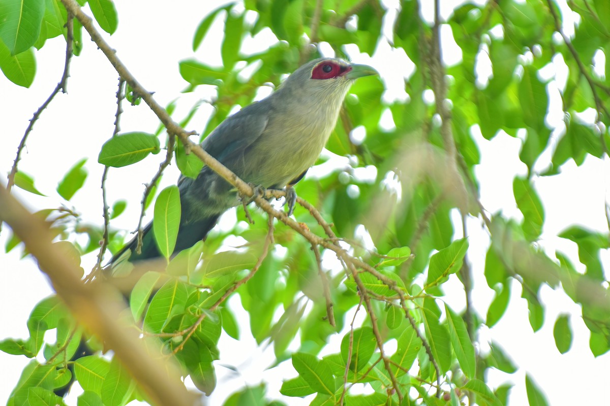 Green-billed Malkoha - Thitiphon Wongkalasin