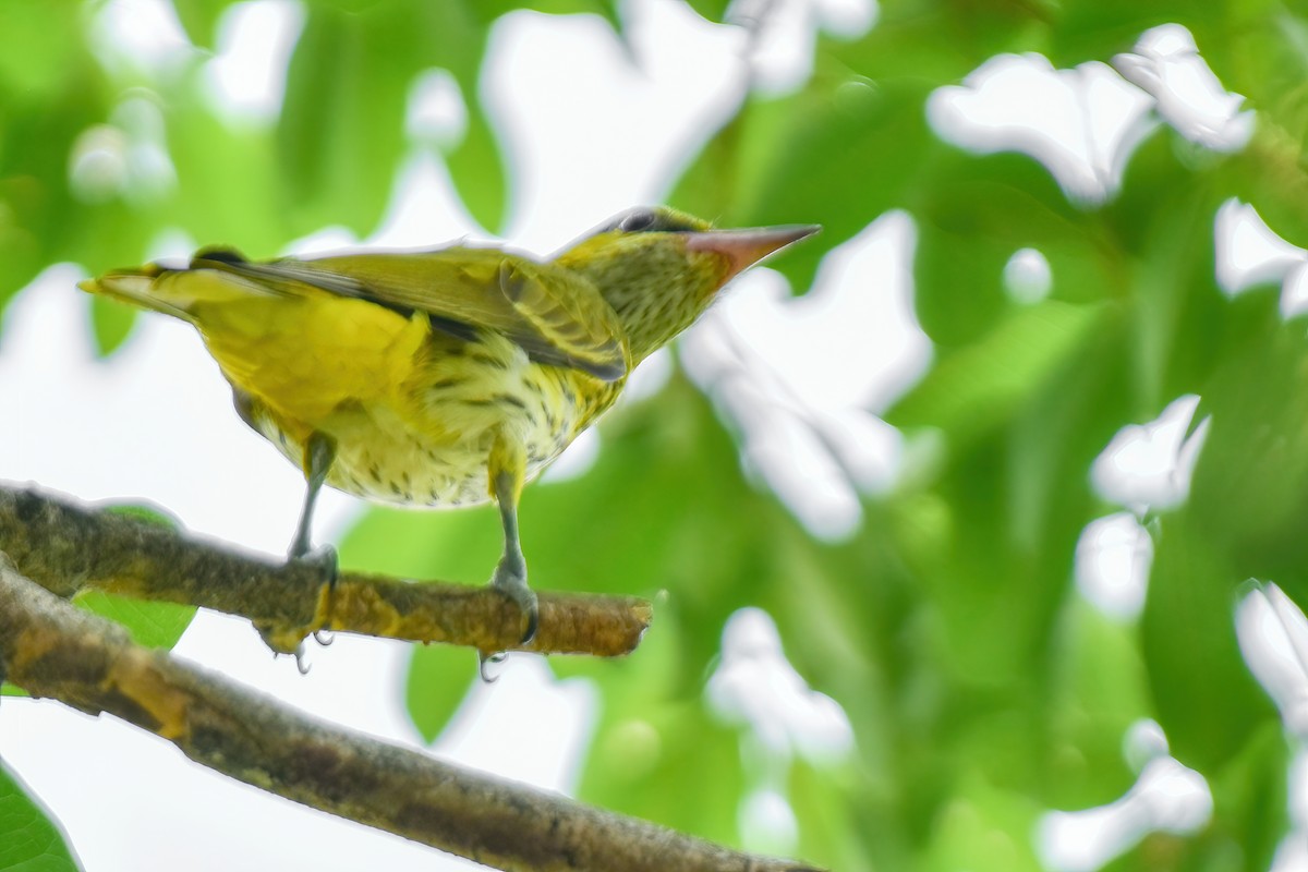 Black-naped Oriole - ML615425825