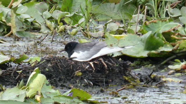 White-winged Tern - ML615425828