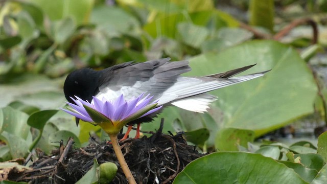 White-winged Tern - ML615425829