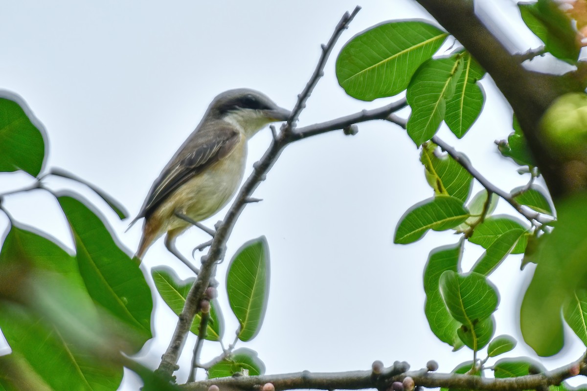 Brown Shrike - Thitiphon Wongkalasin