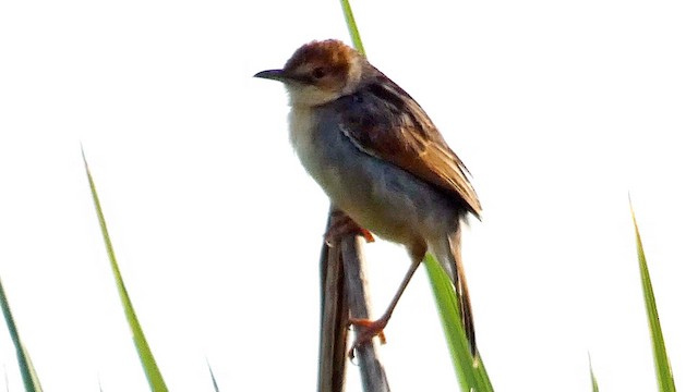 Winding Cisticola - ML615425833