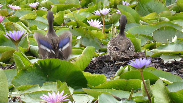 Yellow-billed Duck - ML615425836