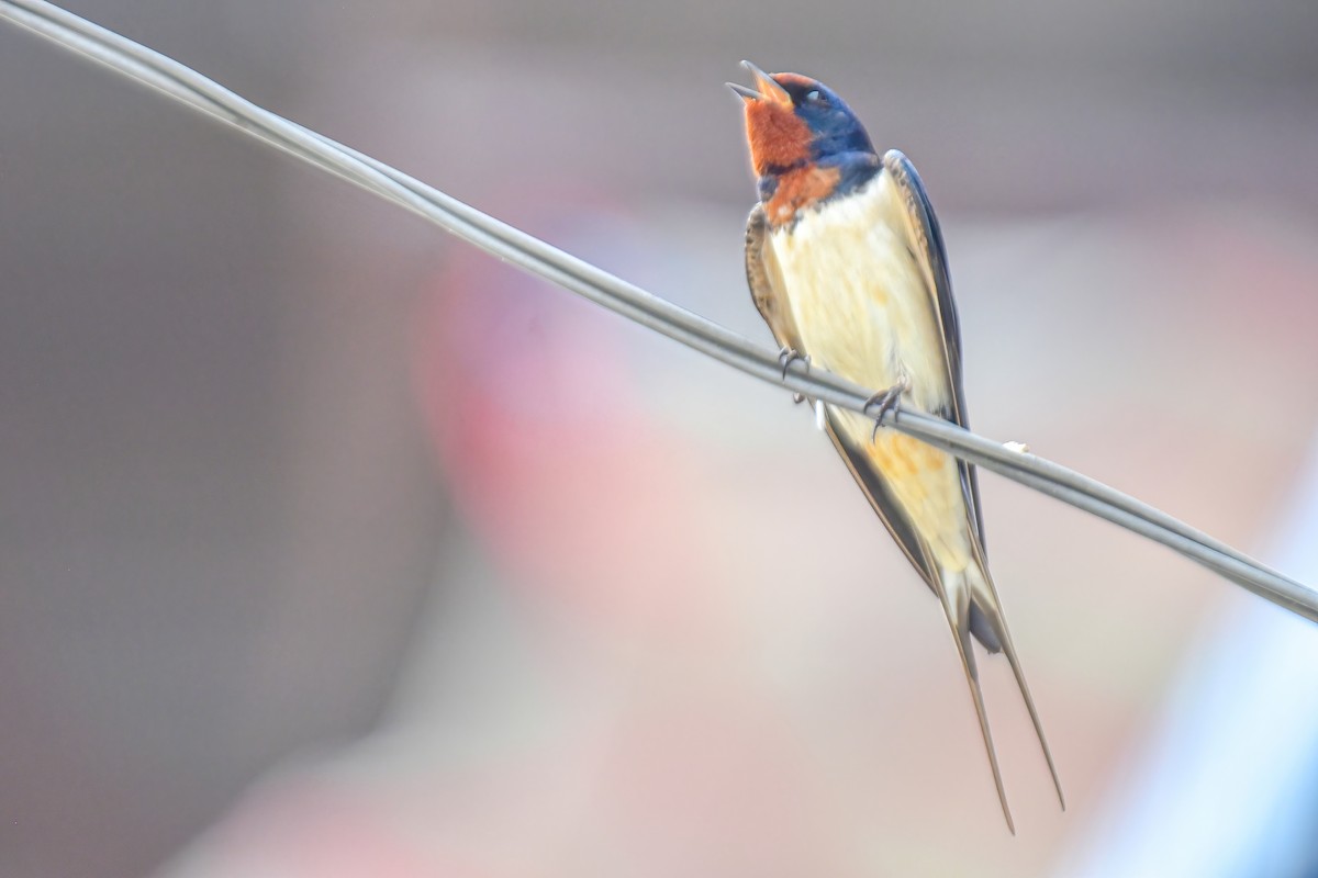 Barn Swallow - Thitiphon Wongkalasin