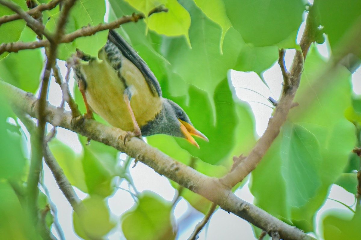 Rosy Starling - Thitiphon Wongkalasin