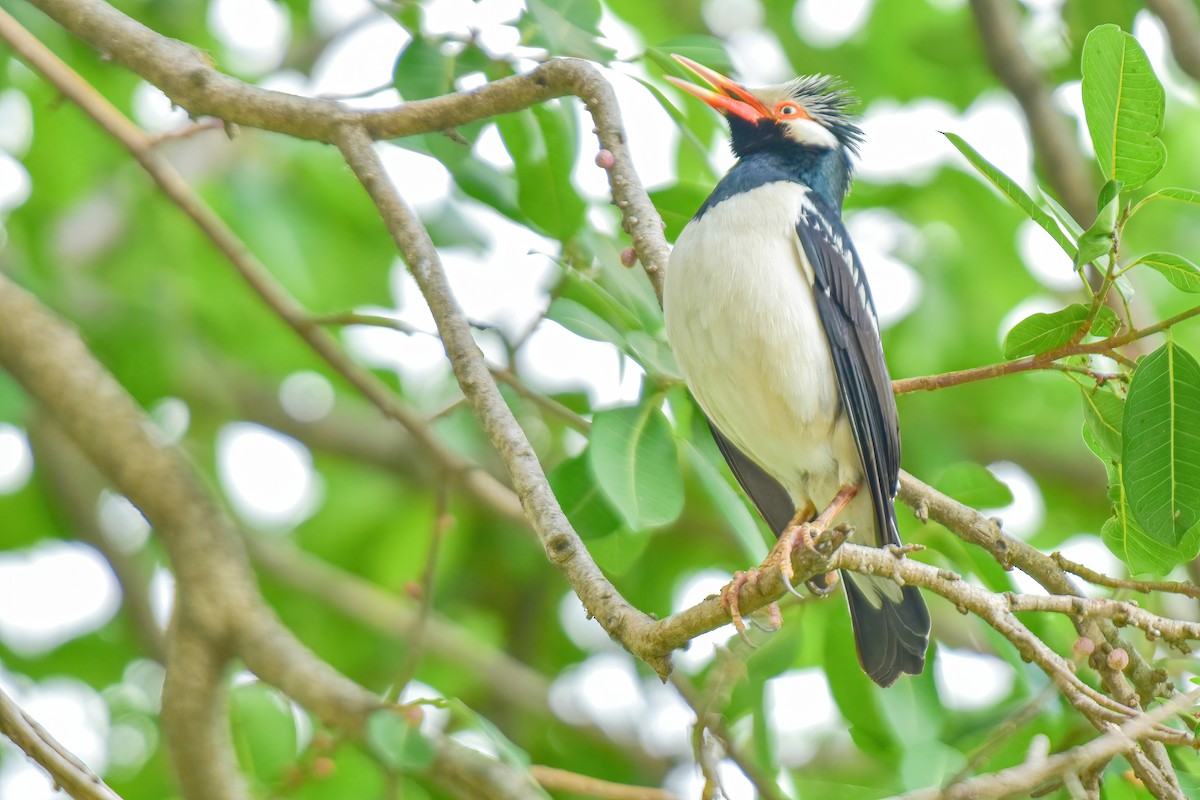 Siamese Pied Starling - Thitiphon Wongkalasin