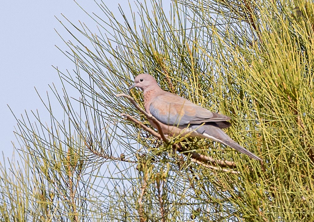 Laughing Dove - ML615425902