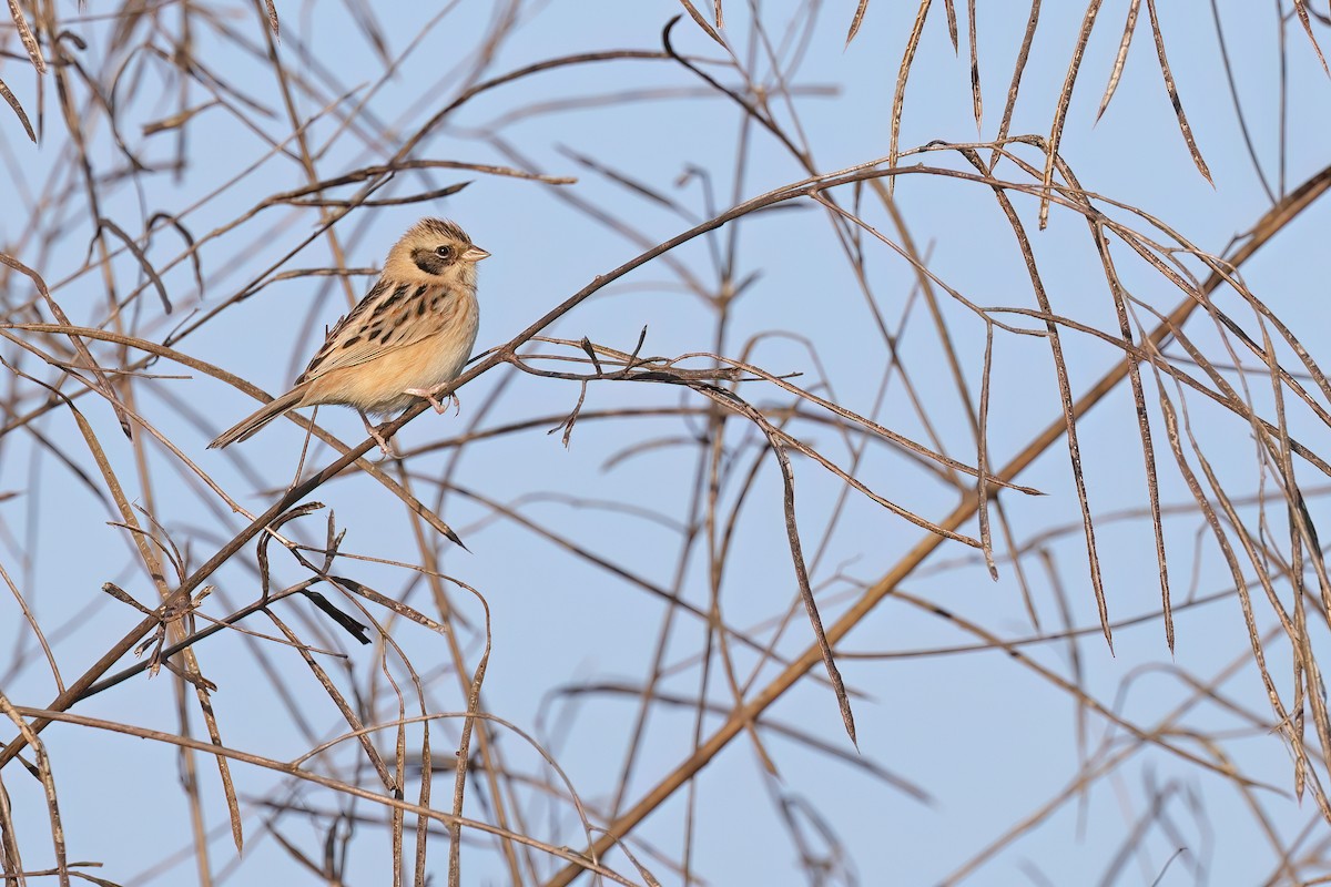 Ochre-rumped Bunting - ML615425981