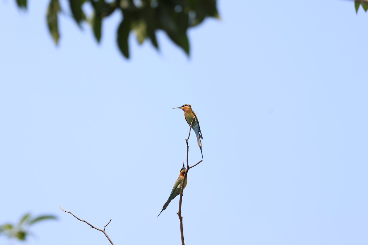 Blue-tailed Bee-eater - ML615425986
