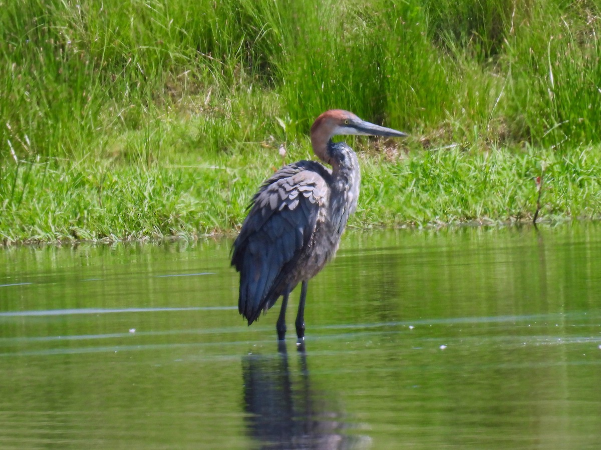 Goliath Heron - Anonymous