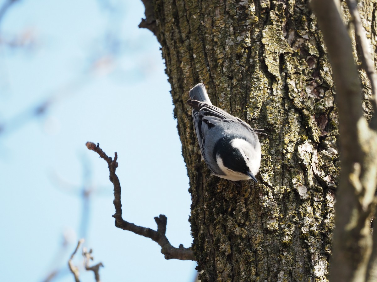 White-breasted Nuthatch - ML615426003
