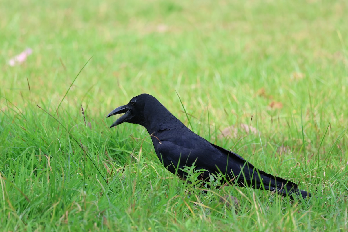 Large-billed Crow (Eastern) - ML615426004