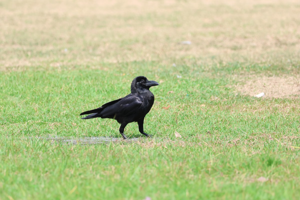 Large-billed Crow (Eastern) - ML615426005