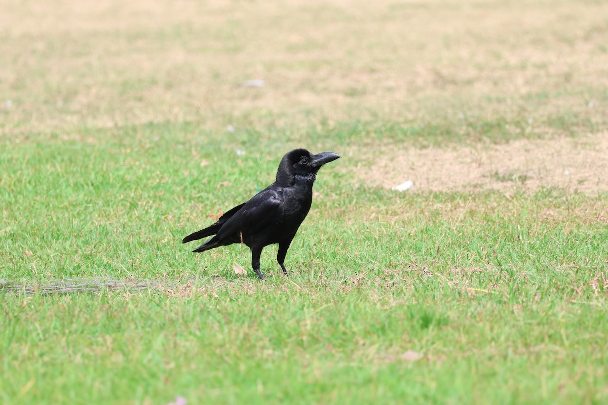 Large-billed Crow (Eastern) - ML615426006