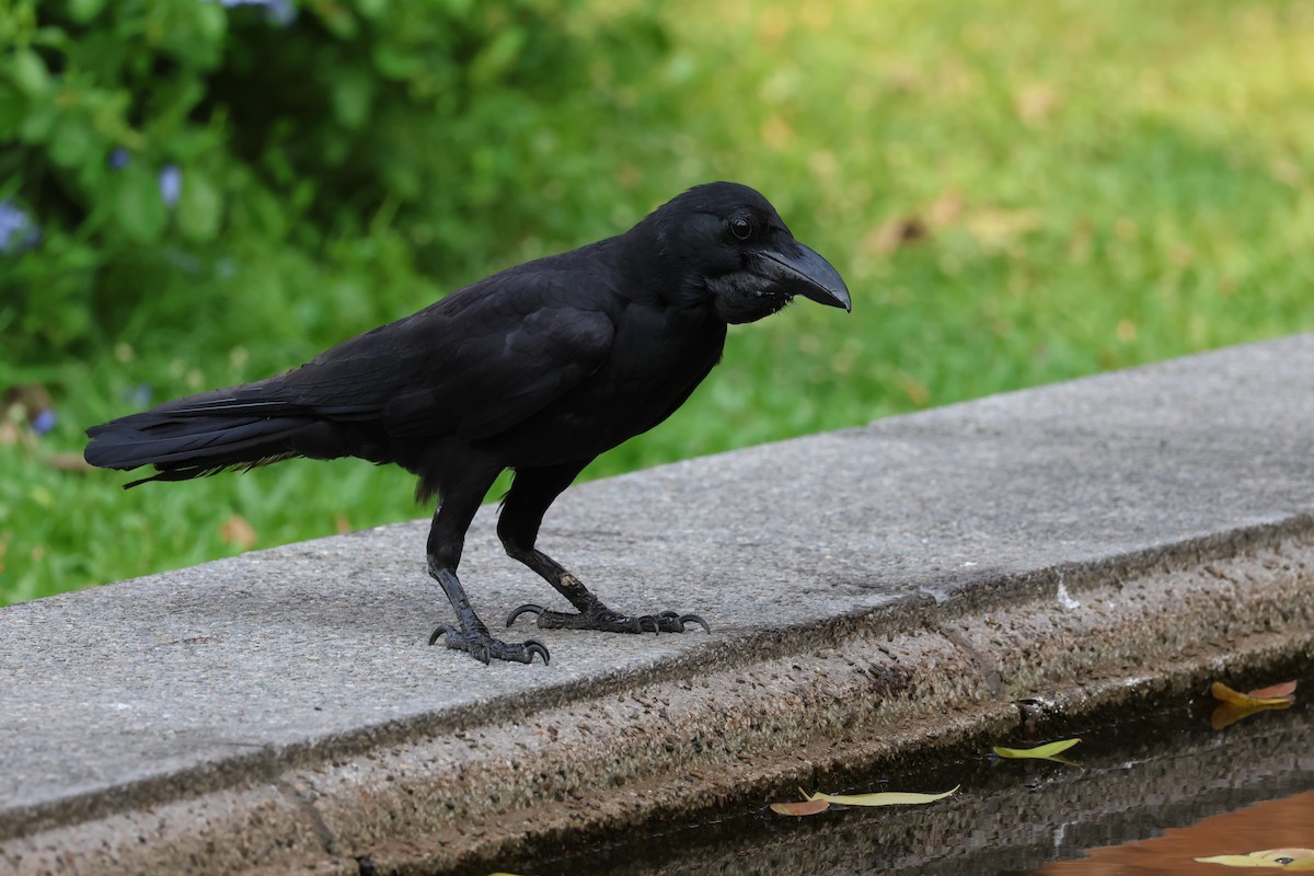 Large-billed Crow (Eastern) - ML615426007