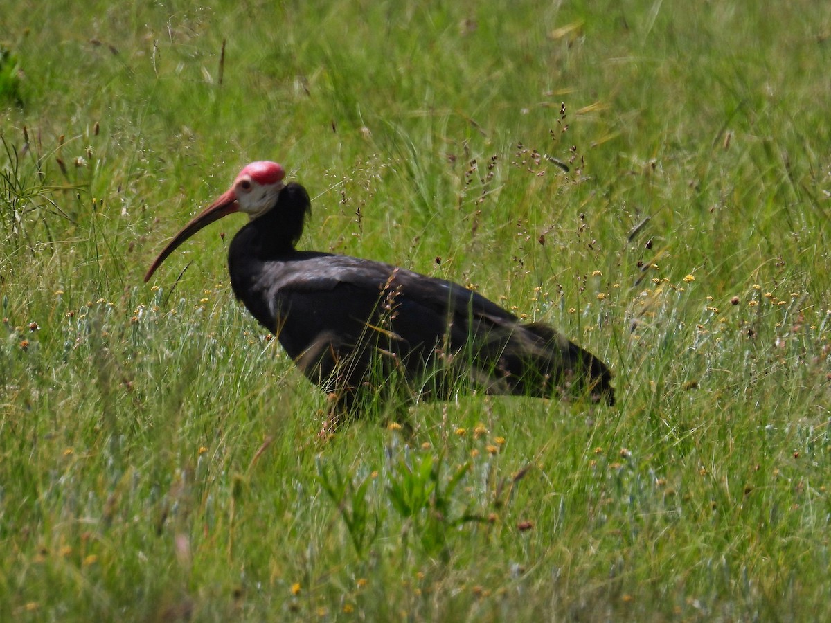 rødkroneibis - ML615426042