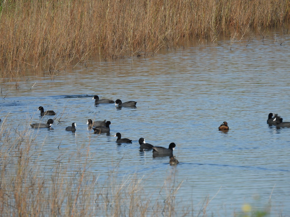 Eurasian Coot - ML615426043