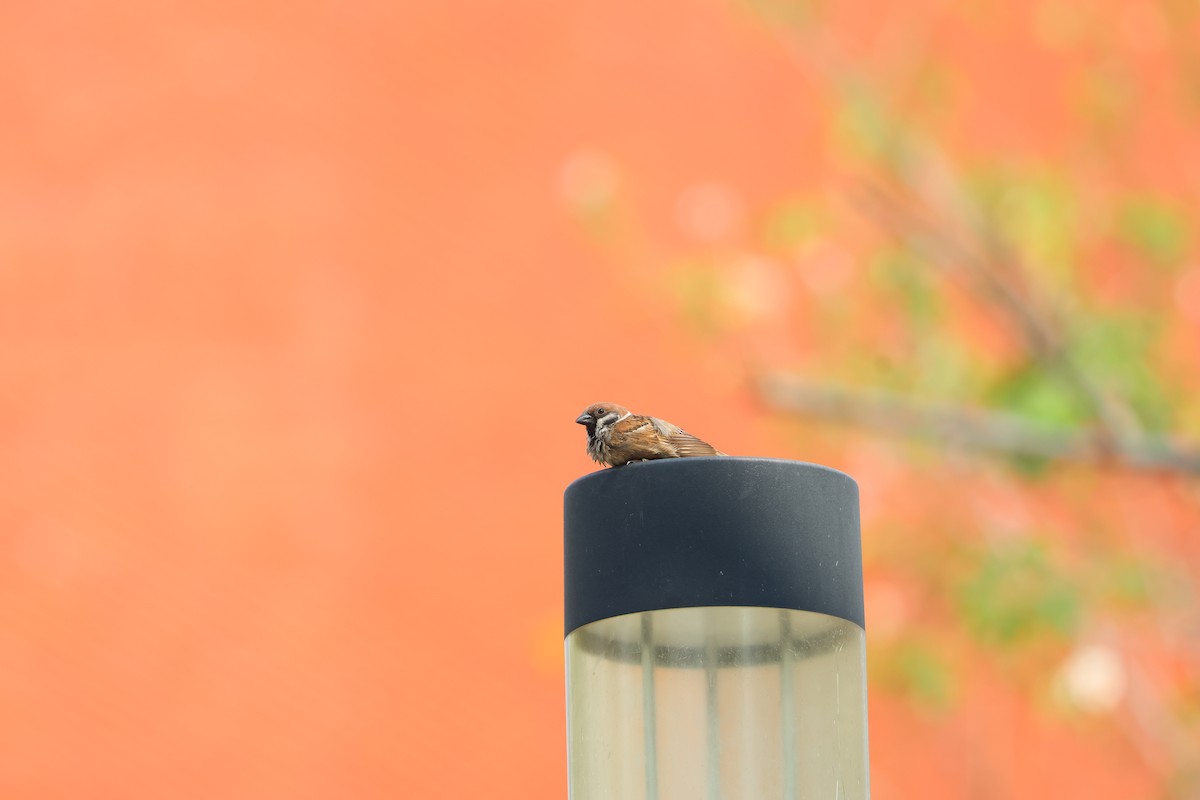 Eurasian Tree Sparrow - Akekachoke Buranaanun