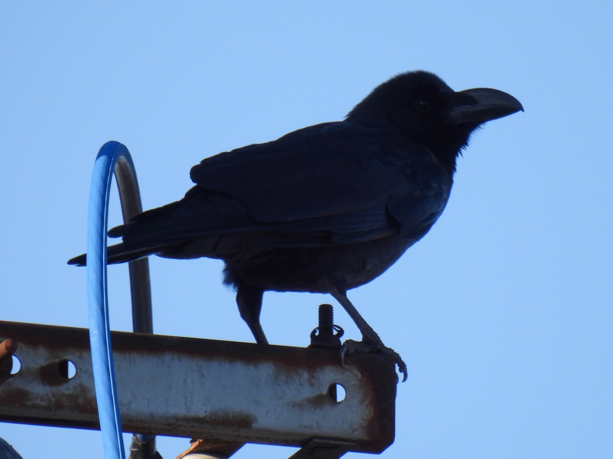 Large-billed Crow - ML615426059