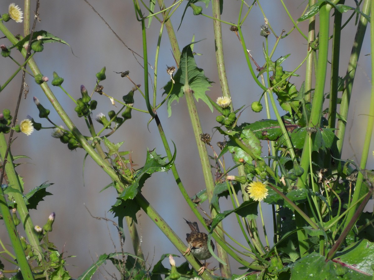 Graceful Prinia - ML615426061