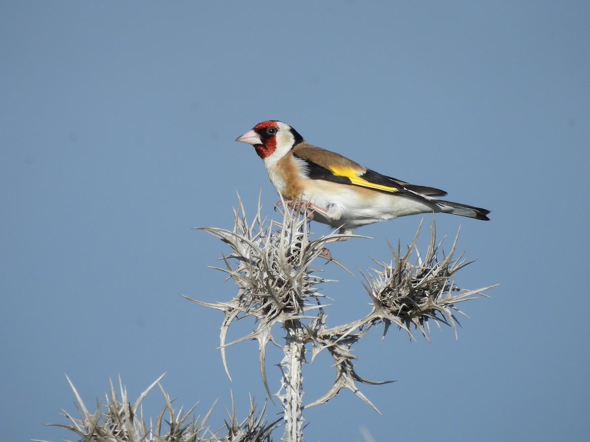 European Goldfinch - ML615426065