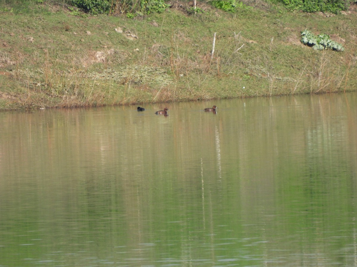 Ferruginous Duck - ML615426075