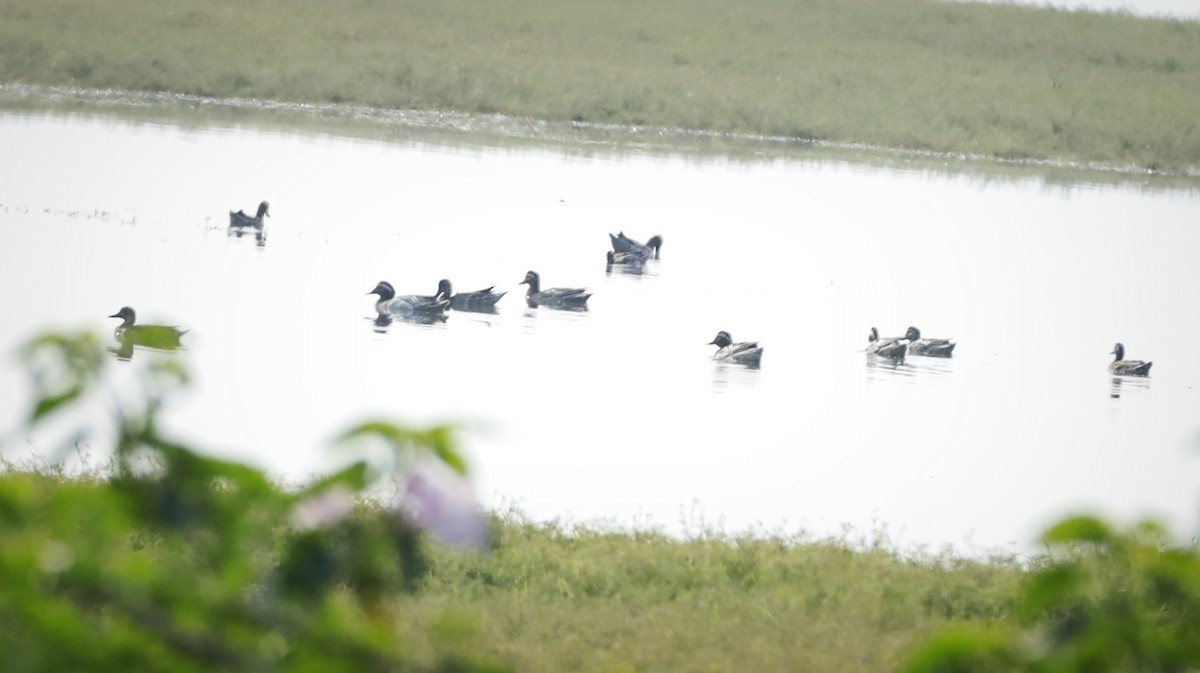 Garganey - Ravi Hande