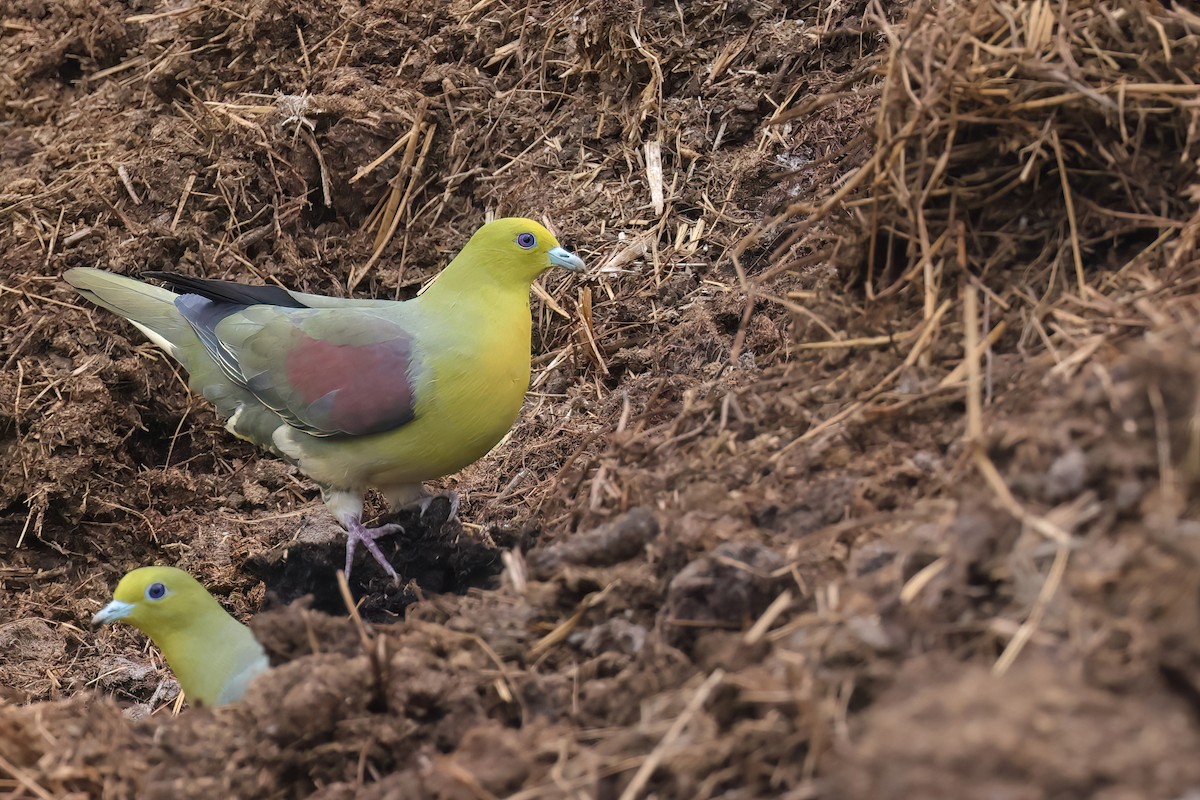 White-bellied Green-Pigeon - ML615426123