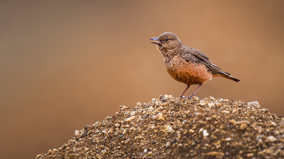 Rufous-tailed Lark - ML615426141