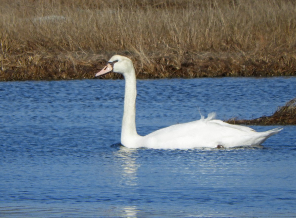 Cygne tuberculé - ML615426151