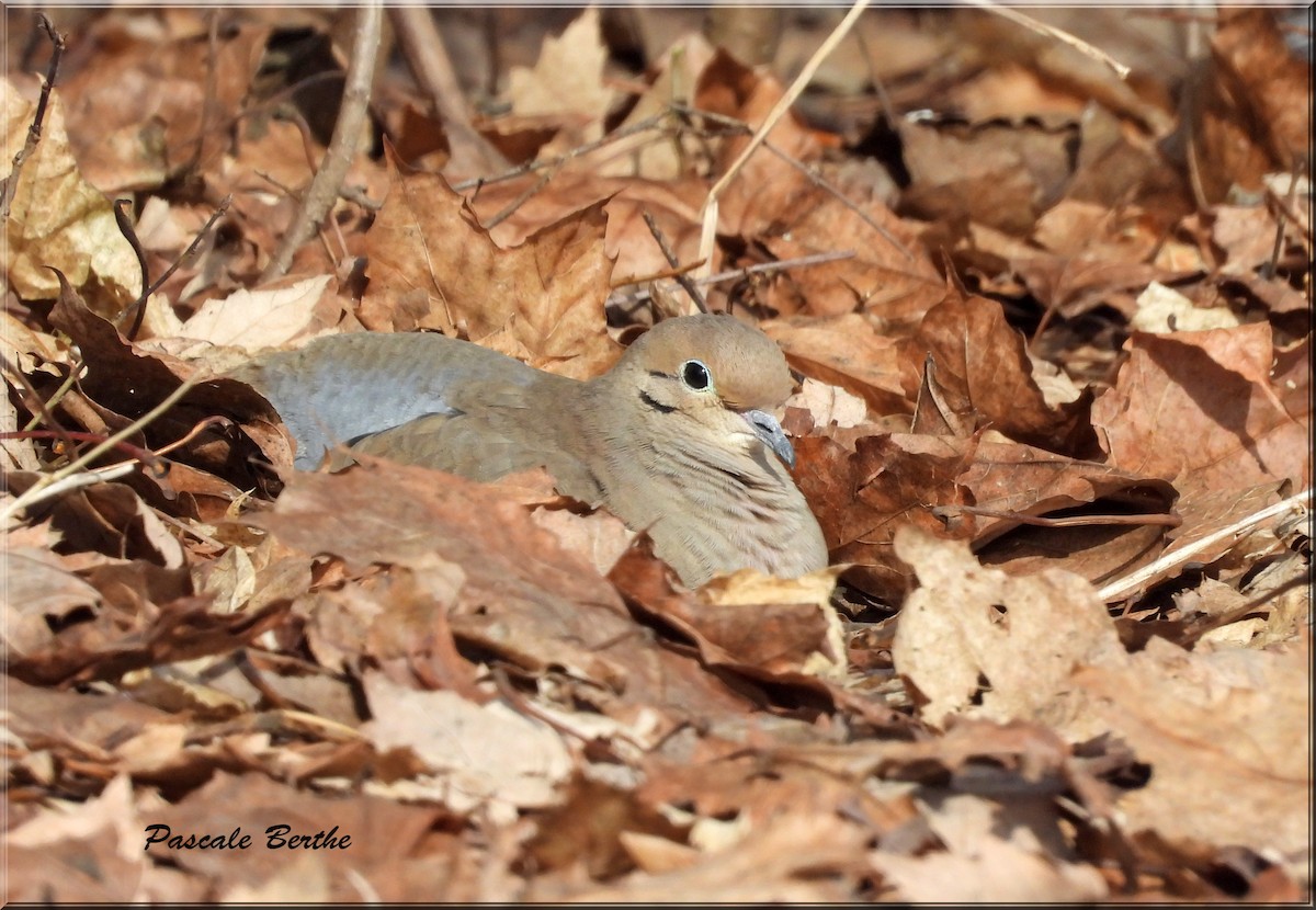 Mourning Dove - ML615426197