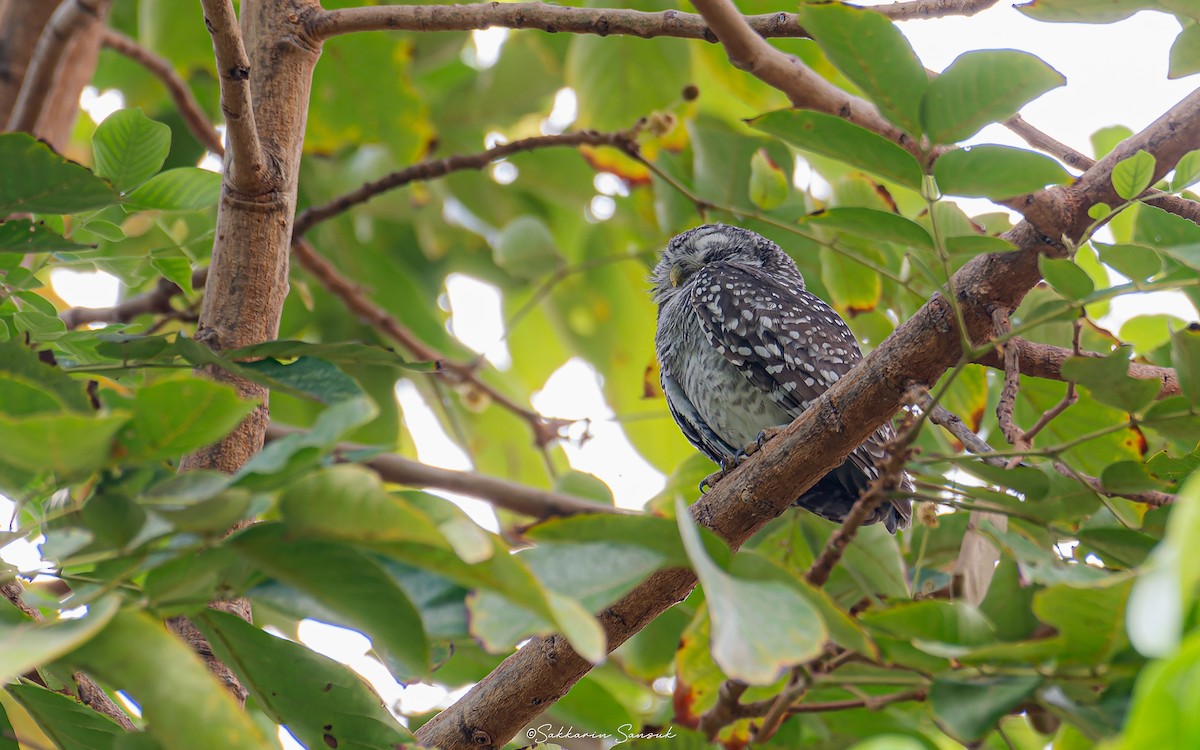 Spotted Owlet - ML615426223