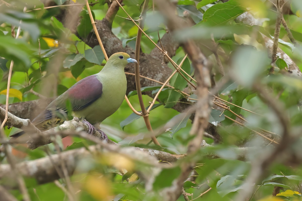 Whistling Green-Pigeon - ML615426239