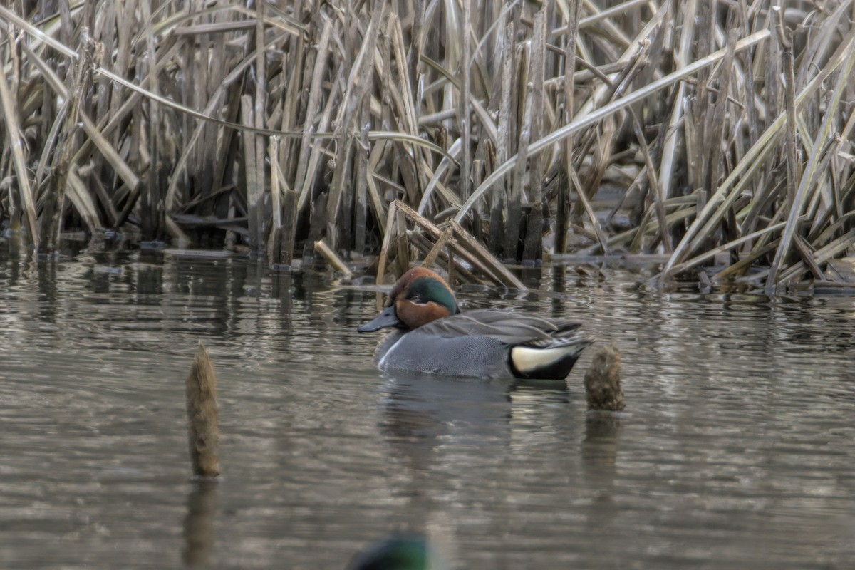 Green-winged Teal - ML615426290