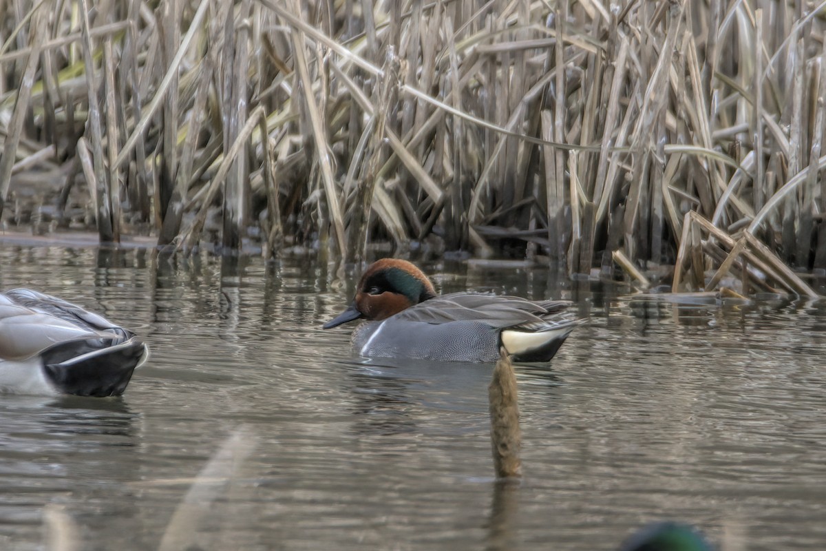 Green-winged Teal - ML615426291