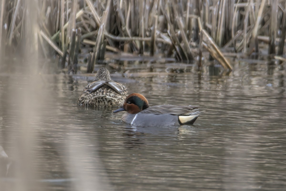 Green-winged Teal - ML615426292