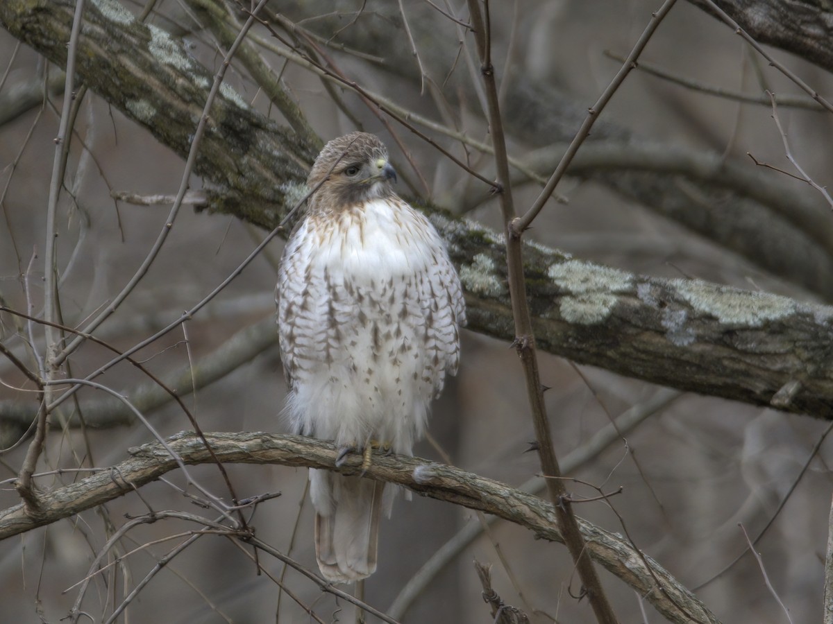 Red-tailed Hawk - ML615426293