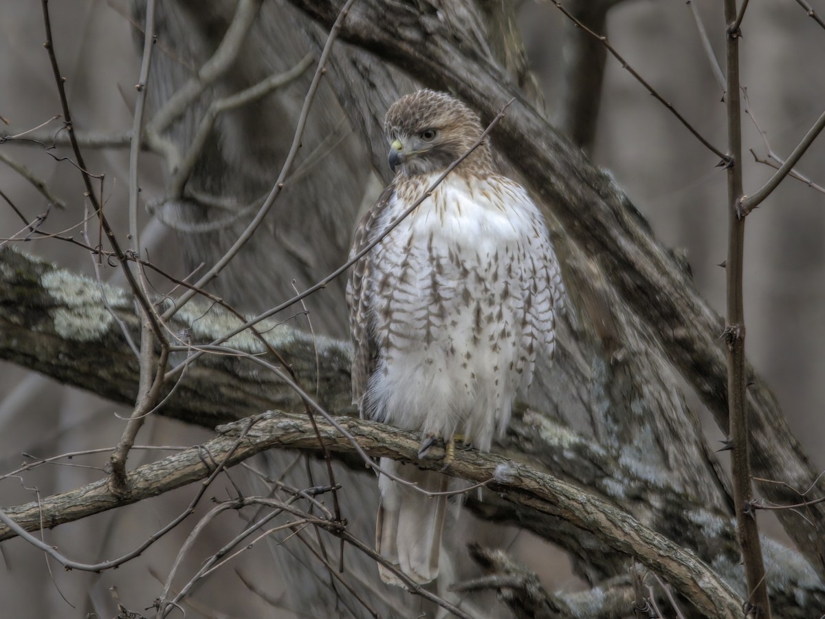 Rotschwanzbussard - ML615426294