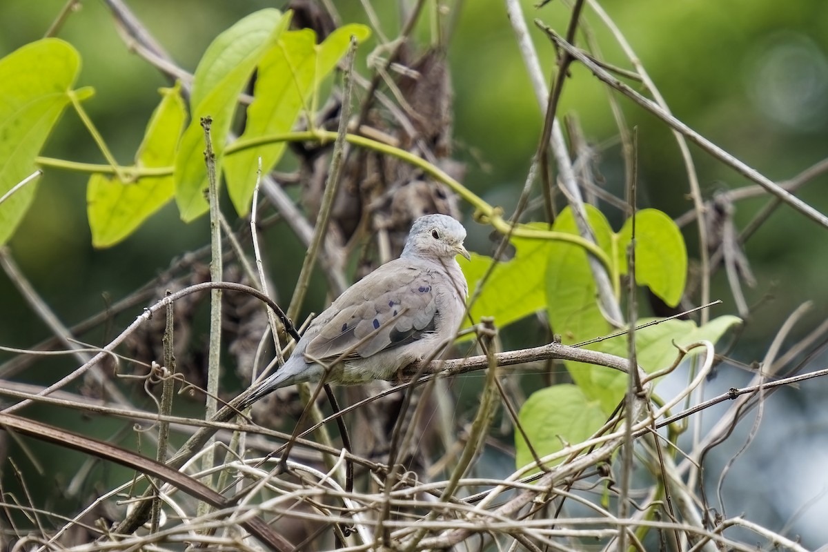 Plain-breasted Ground Dove - ML615426301