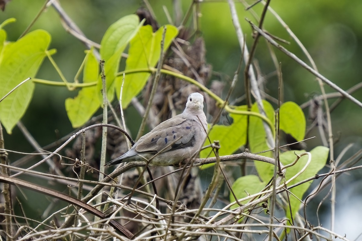 Plain-breasted Ground Dove - ML615426303