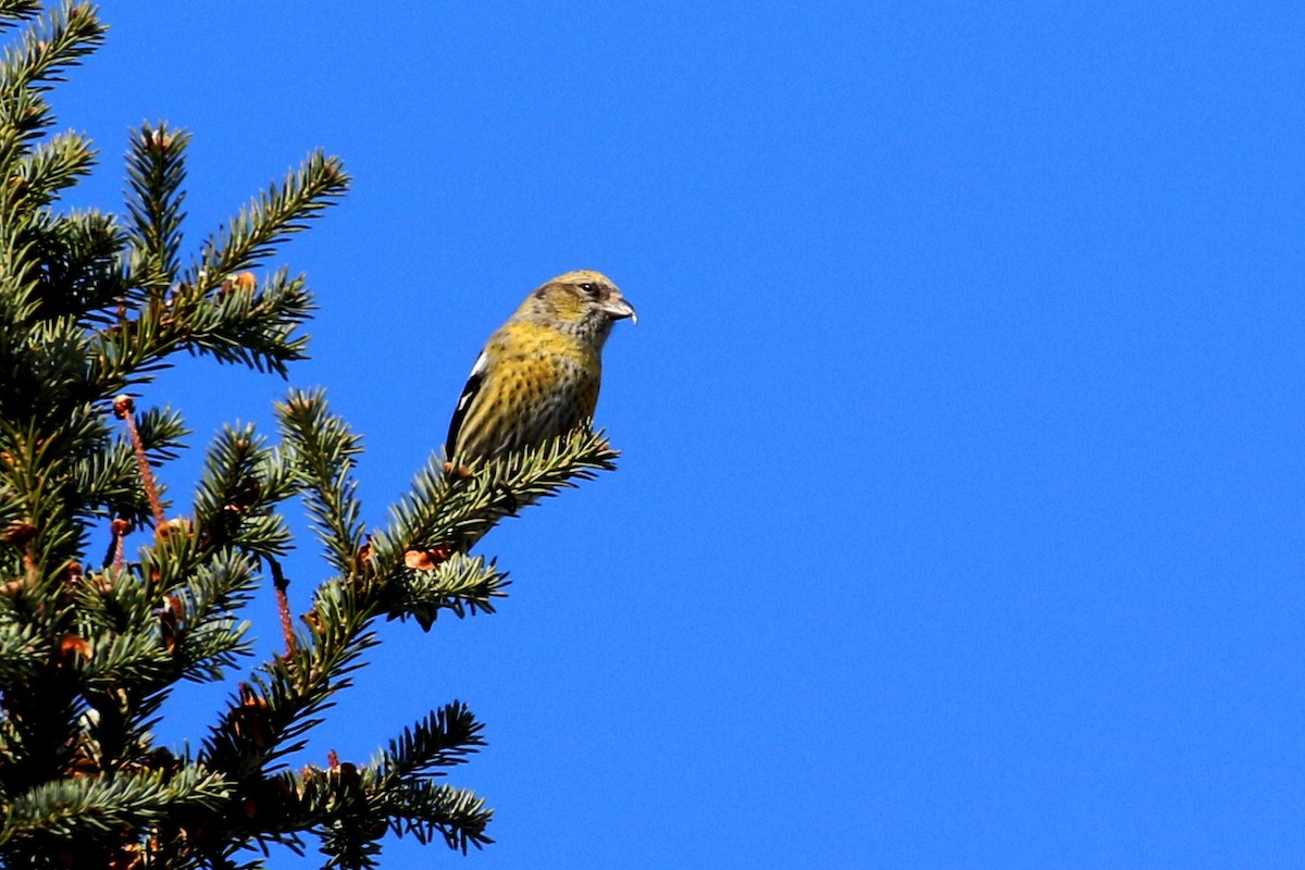 White-winged Crossbill - ML615426330